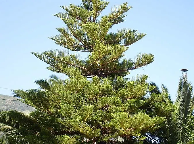 Gogo's - γωγώ & 4* Nydri (Lefkada)