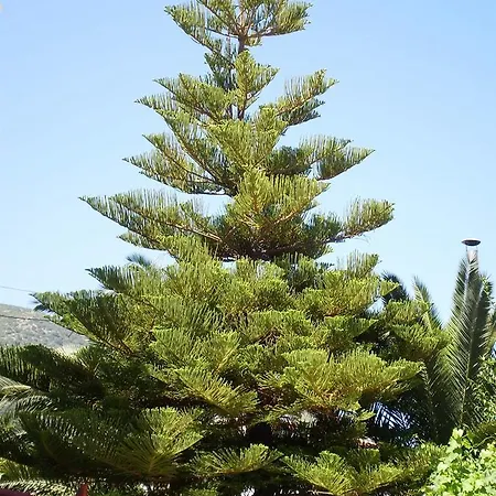 Gogo's - γωγώ & 4* Nydri (Lefkada)